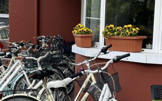 Biciclette parcheggiate vicino a fiori gialli su un marciapiede.
